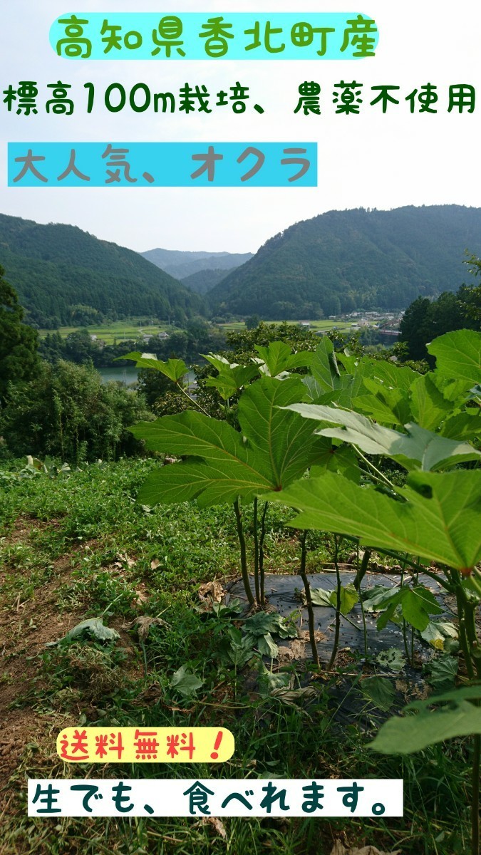Paypayフリマ 高知県産 島オクラ 無農薬 標高100m栽培 送料無料 約40本入り Paypayフリマ 高知県産 島オクラ 無農薬 標高100m栽培 送料無料 約40本入り