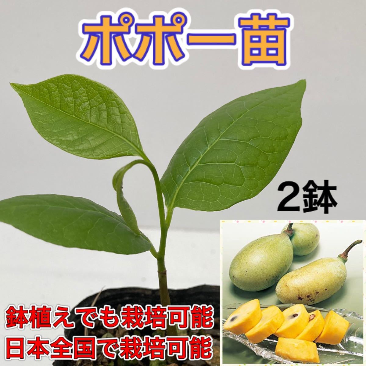 Paypayフリマ ポポー苗 2鉢 鉢植えで栽培可能 Paypayフリマ ポポー苗 2鉢 鉢植えで栽培可能