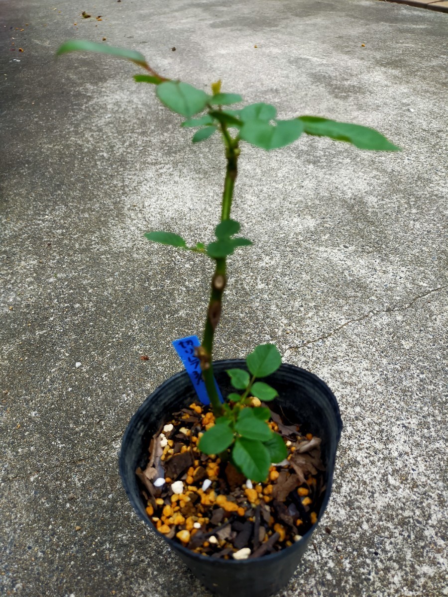 Paypayフリマ バラ 切り花品種 挿し木 2本 Paypayフリマ バラ 切り花品種 挿し木 2本