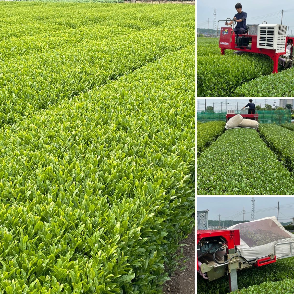 【新茶】狭山茶☆茶畑直販☆一番茶100%☆煎茶(令3年度産)6本セット(お茶)