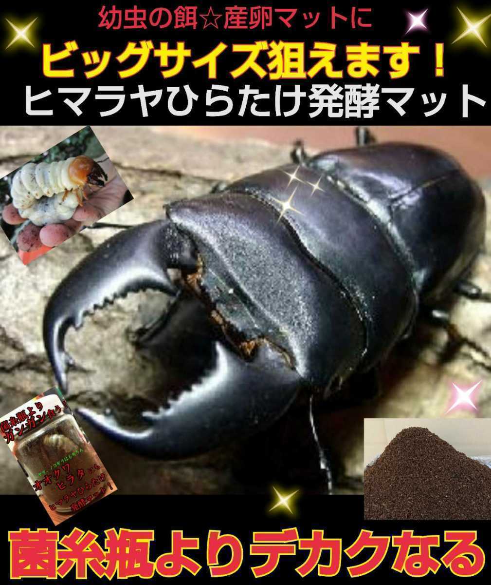 カブトムシ飼育はコレ【改良版】雑虫混入99％なし！コバエも湧かない！ひらたけ発酵マット☆幼虫の餌・産卵に抜群！栄養添加剤入50リットル_画像10