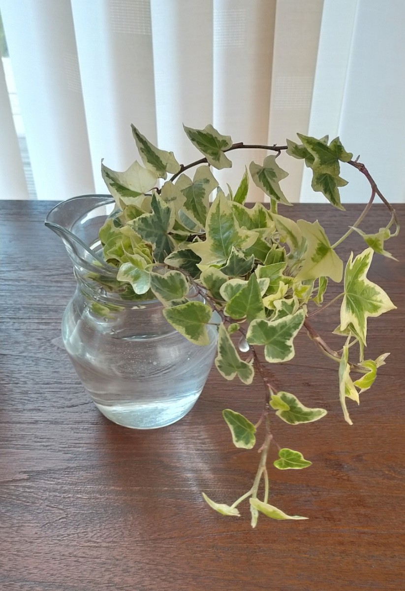 Paypayフリマ アイビー カット苗 ヒデラ 観葉植物 Paypayフリマ アイビー カット苗 ヒデラ 観葉植物