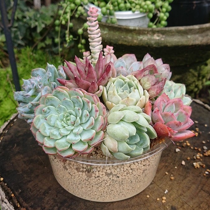 多肉植物 寄せ植え 14種 セット アリエル・オパリナ・ジェリー 多肉植物 寄せ植え 14種 セット アリエル・オパリナ・ジェリー