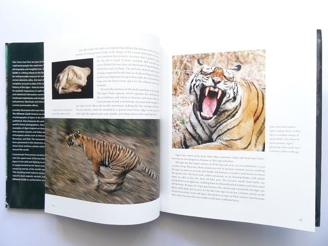  иностранная книга *.. описание фотоальбом книга@ животное тигр Tiger 