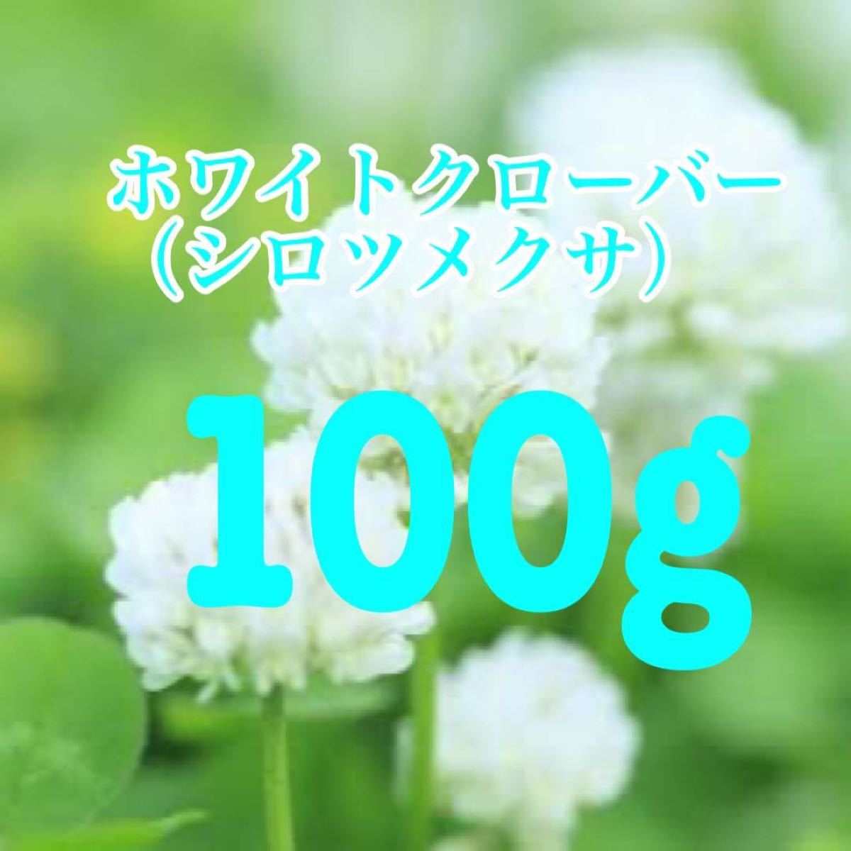 Paypayフリマ シロツメクサ ホワイトクローバーの種 100g 平米分 芝生 雑草対策に 説明書付き