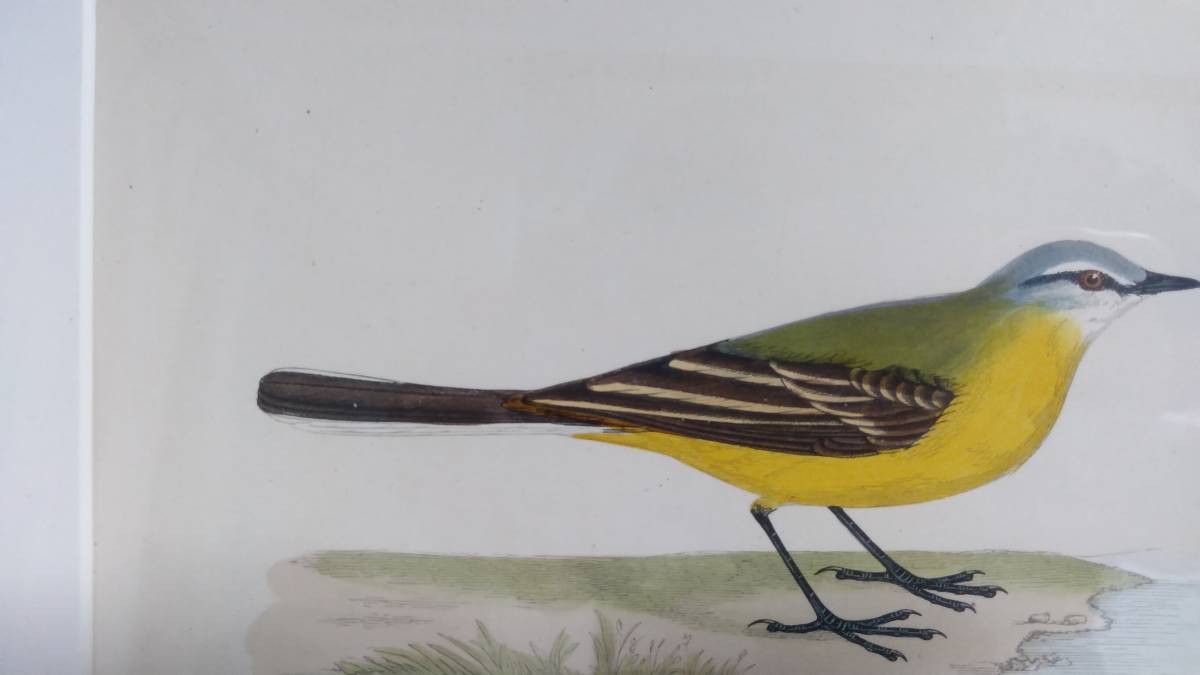 鳥の絵の額装品　ツメナガセキレイ (Grey-headed Wagtail)　 木版画　木製フレーム　アンティーク