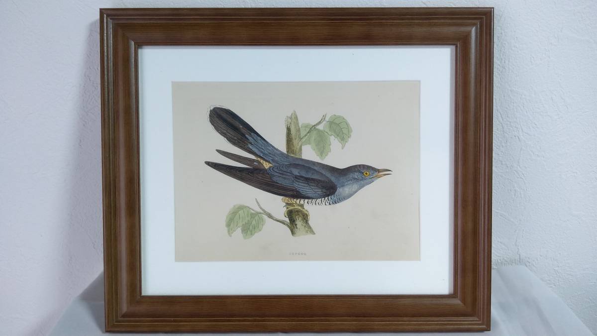 鳥の絵の額装品　カッコウ (Cuckoo)　木版画　木製フレーム　アンティーク　送料無料　同梱可能