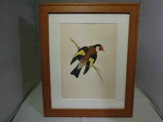 鳥の絵の額装品　ゴシキヒワ (Goldfinch)　木版画　木製フレーム　アンティーク_画像5