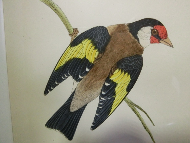 鳥の絵の額装品　ゴシキヒワ (Goldfinch)　木版画　木製フレーム　アンティーク