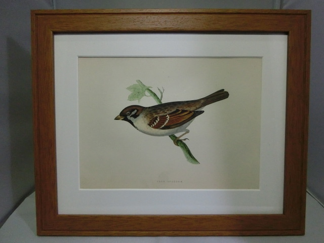 鳥の絵の額装品　スズメ (Tree Sparrow)　木版画　木製フレーム　アンティーク