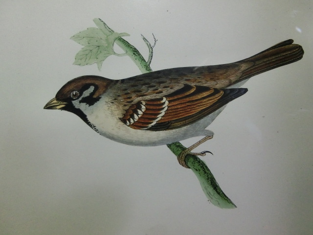 鳥の絵の額装品　スズメ (Tree Sparrow)　木版画　木製フレーム　アンティーク