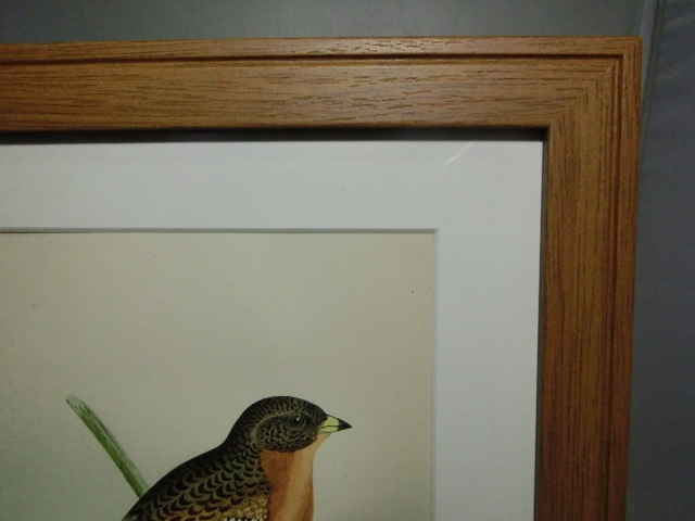 鳥の絵の額装品　ハギマシコ (Mountain Finch)　木版画　木製フレーム　アンティーク