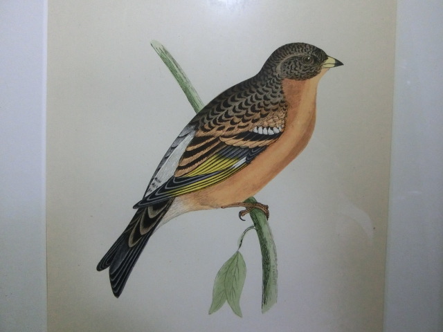 鳥の絵の額装品　ハギマシコ (Mountain Finch)　木版画　木製フレーム　アンティーク_画像9