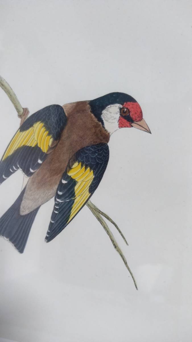 鳥の絵の額装品　ゴシキヒワ (Goldfinch)　木版画　木製フレーム　アンティーク