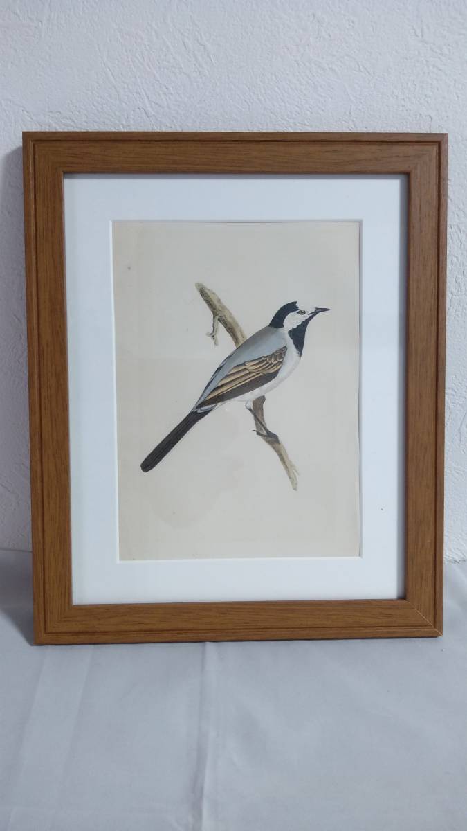 鳥の絵の額装品　タイリクハクセキレイ (White Wagtail)　 木版画　木製フレーム　アンティーク_画像1