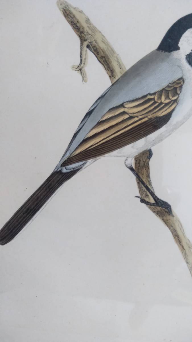 鳥の絵の額装品　タイリクハクセキレイ (White Wagtail)　 木版画　木製フレーム　アンティーク_画像3