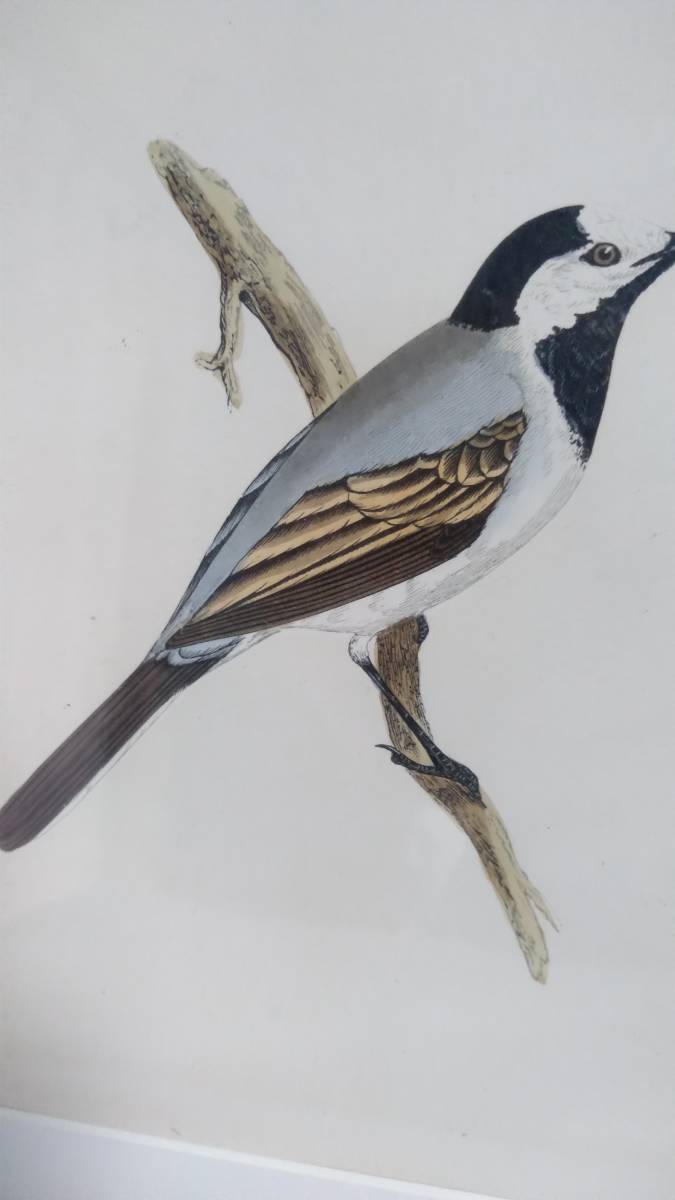 鳥の絵の額装品　タイリクハクセキレイ (White Wagtail)　 木版画　木製フレーム　アンティーク_画像4