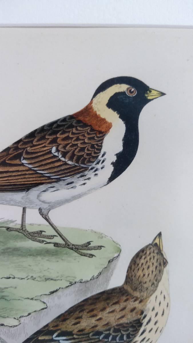 鳥の絵の額装品　ツメナガホオジロ (Lapland Bunting)　木版画　木製フレーム　アンティーク　インテリア　送料無料_画像3