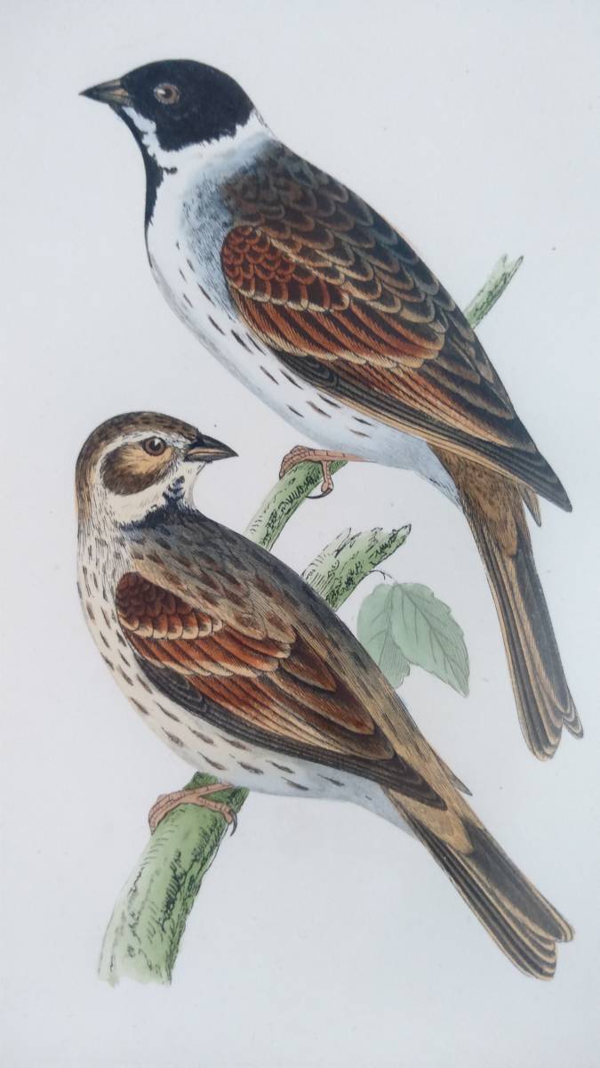 鳥の絵の額装品　ズグロチャキンチョウ (Black-headed Bunting)　木版画　木製フレーム　アンティーク　インテリア　送料無料_画像1