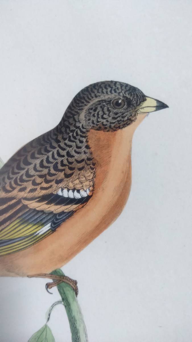 鳥の絵の額装品　ハギマシコ (Mountain Finch)　木版画　木製フレーム　アンティーク