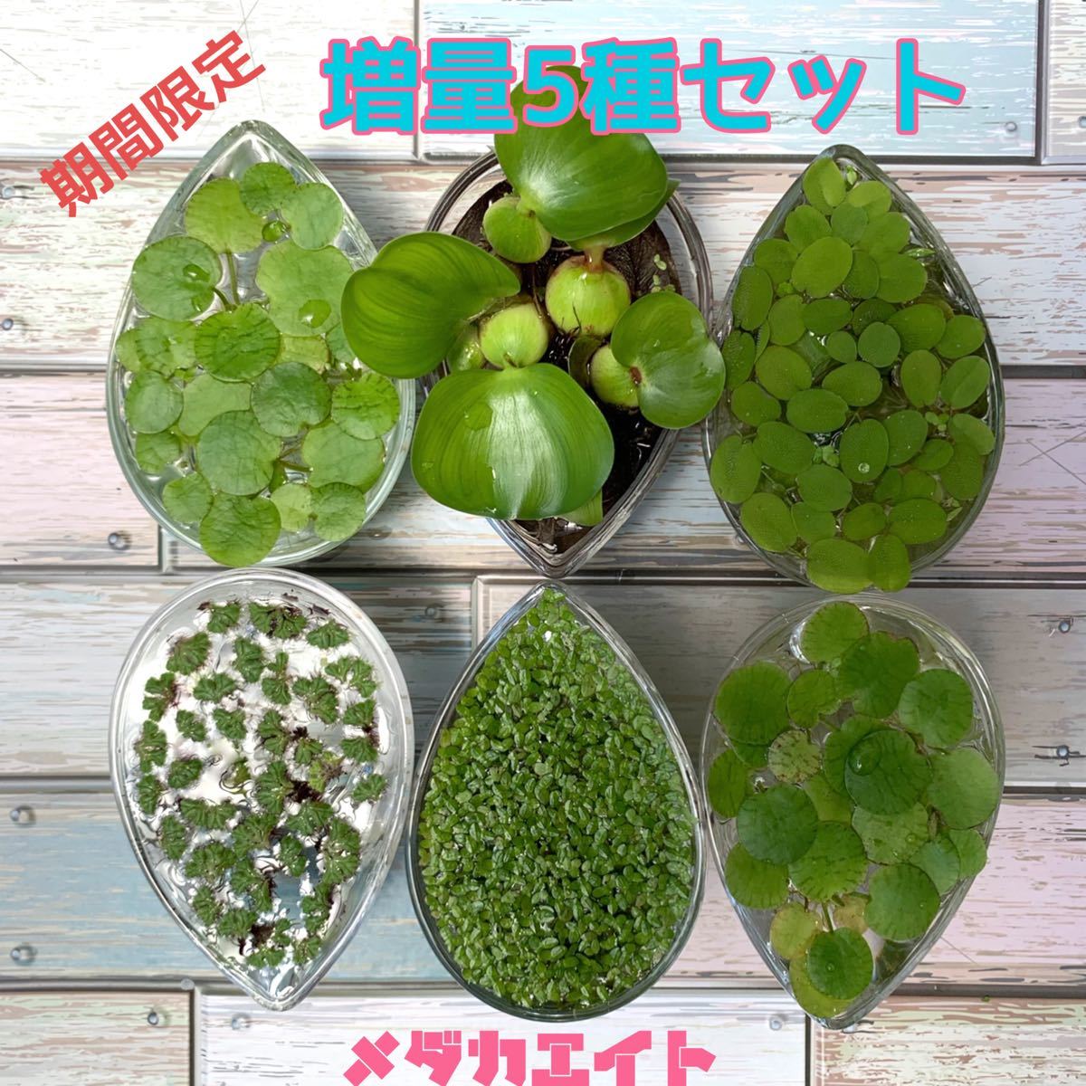 Paypayフリマ メダカエイト 浮草5種セット 無農薬 ミニホテイ フロッグピット オオサンショウモ水草 Paypayフリマ メダカエイト 浮草5種セット 無農薬 ミニホテイ フロッグピット オオサンショウモ水草
