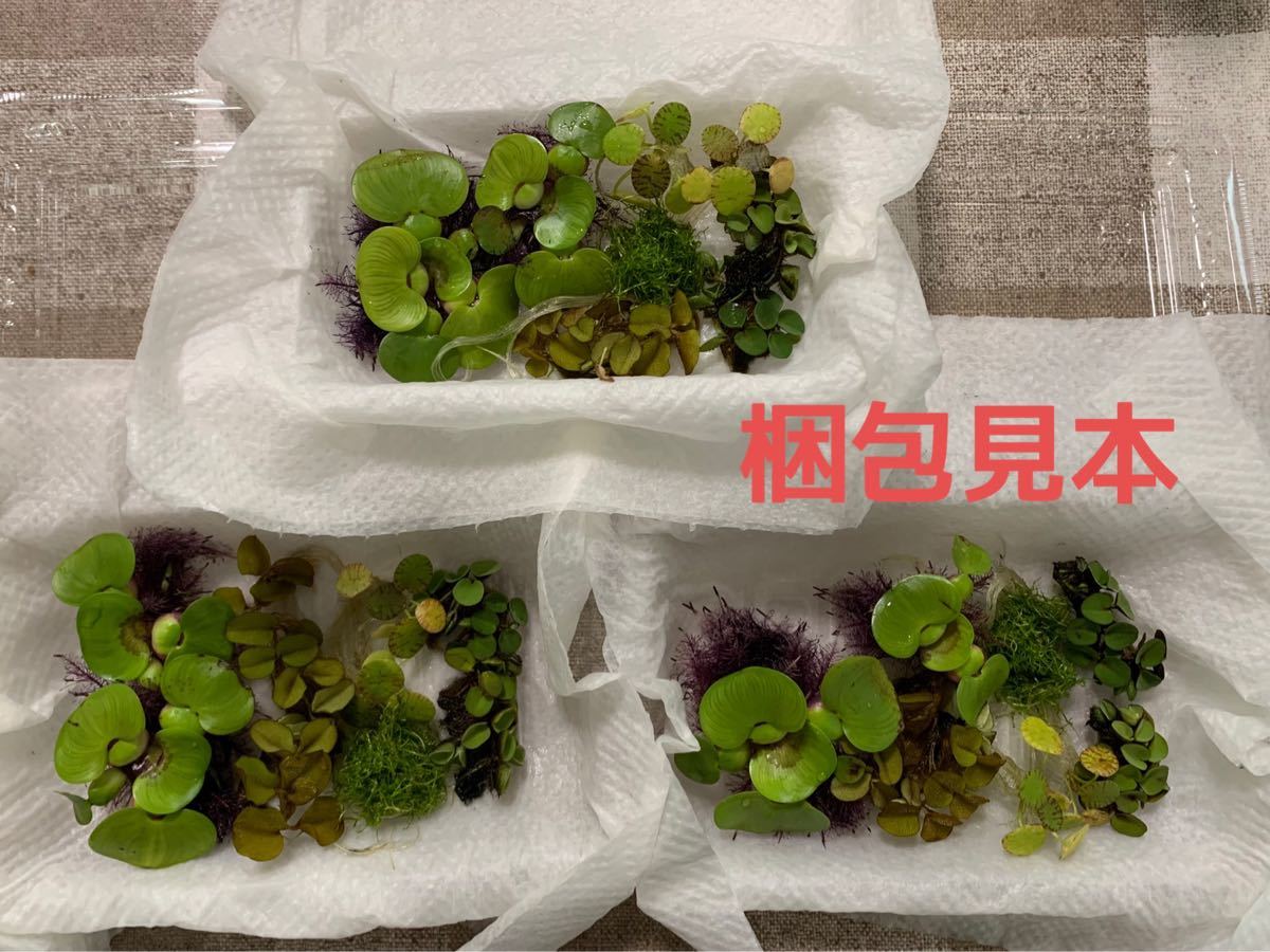 Paypayフリマ メダカエイト 浮草5種セット 無農薬 ミニホテイ フロッグピット オオサンショウモ水草 Paypayフリマ メダカエイト 浮草5種セット 無農薬 ミニホテイ フロッグピット オオサンショウモ水草