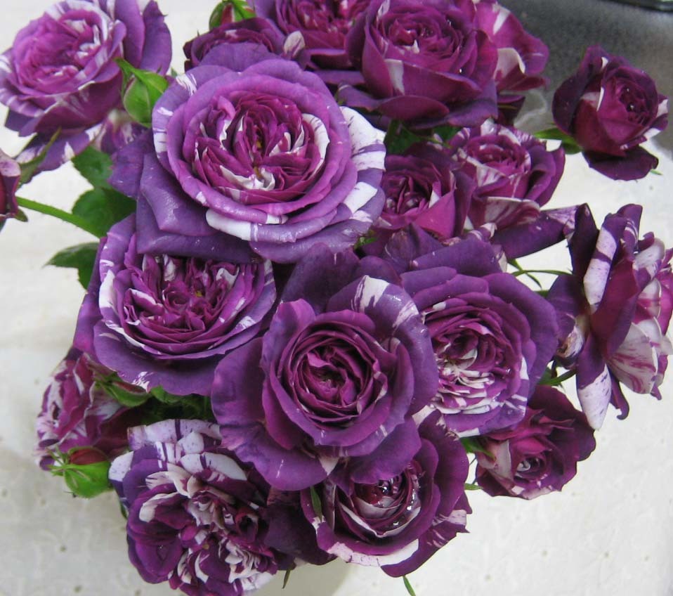 苗 薔薇の値段と価格推移は 1 272件の売買情報を集計した苗 薔薇の価格や価値の推移データを公開 苗 薔薇の値段と価格推移は 1 272件の売買情報を集計した苗 薔薇の価格や価値の推移データを公開