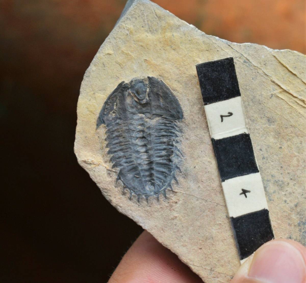 モロッコ産 三葉虫化石 Olenoides constrictus Trilobite www.anac