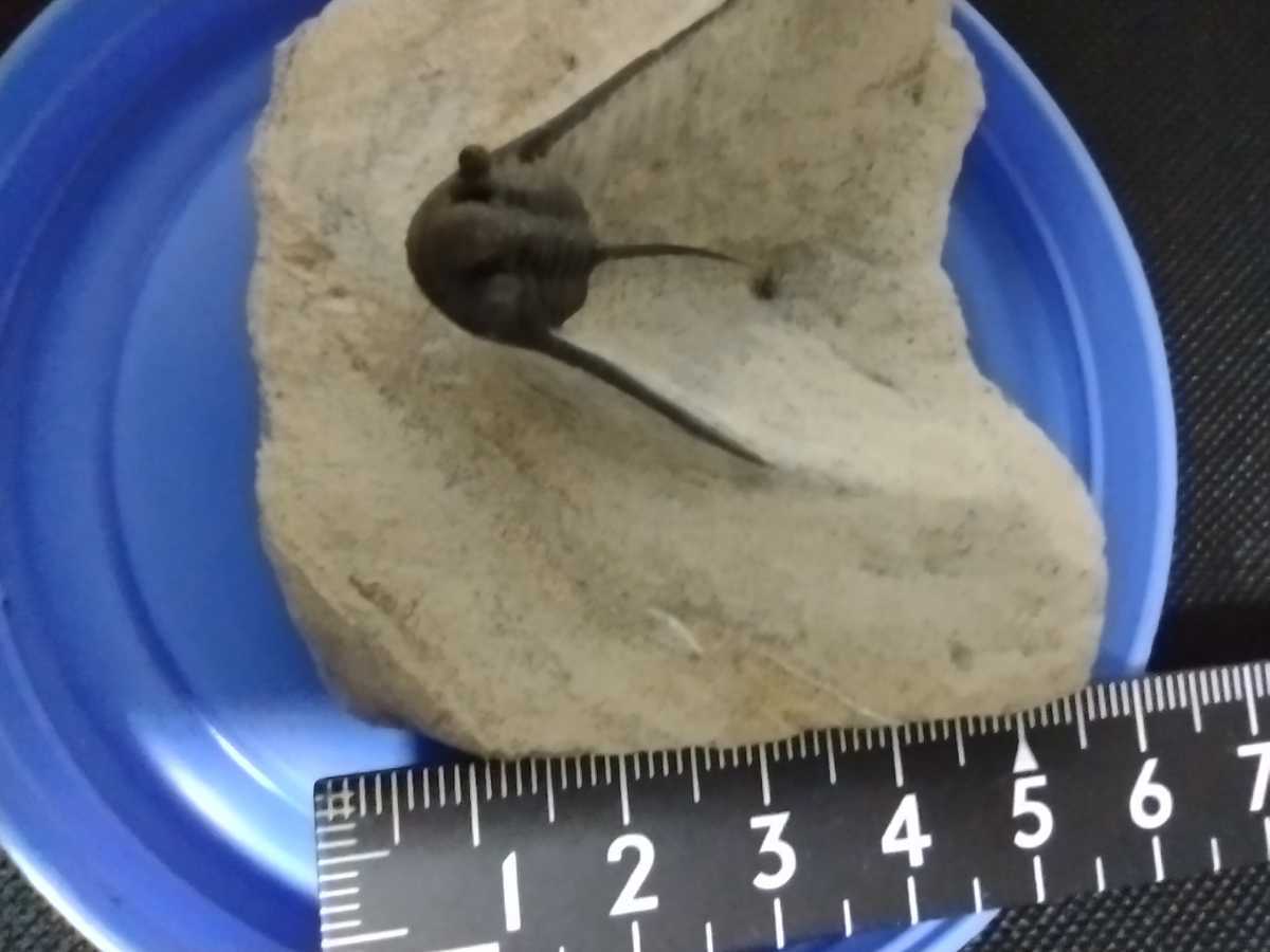 moroko производство Mitsuha насекомое окаменелость cyphaspis boutscharafinense длина тела примерно a83114