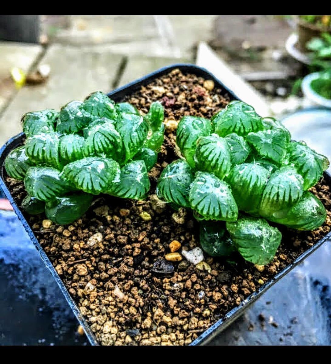 多肉植物 ハオルチア×2 おうち時間