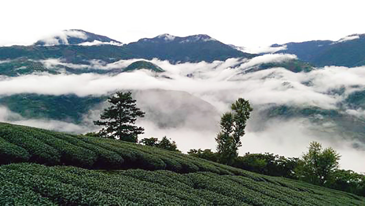 台湾高山茶　天仁銘茶　梨山茶　天梨茶 75g　缶入り