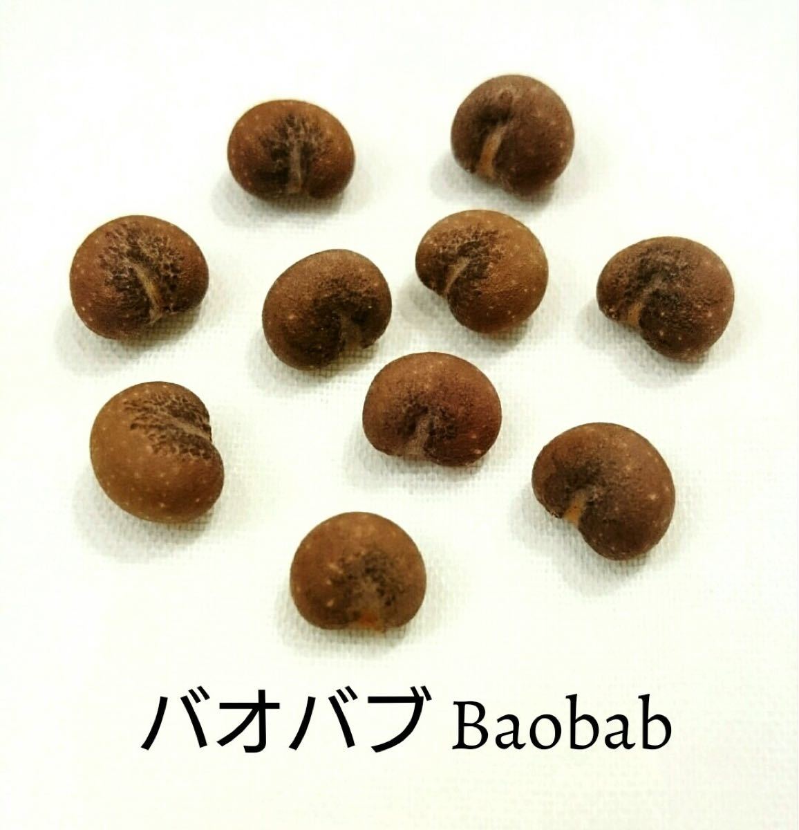 Paypayフリマ 希少 バオバブadansonia Digitata 種 10粒 Paypayフリマ 希少 バオバブadansonia Digitata 種 10粒