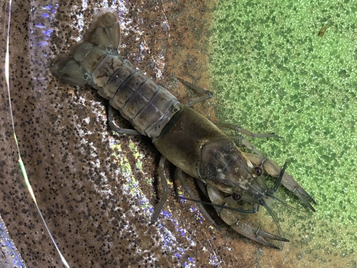 Aucru Com アメリカザリガニの色素変異 コバクリf3 ブルークリア 写真の個体 5センチくらいメス 着色したらグリーンになるかも 5 Aucru Com アメリカザリガニの色素変異 コバクリf3 ブルークリア 写真の個体 5センチくらいメス 着色したらグリーンになるかも 5