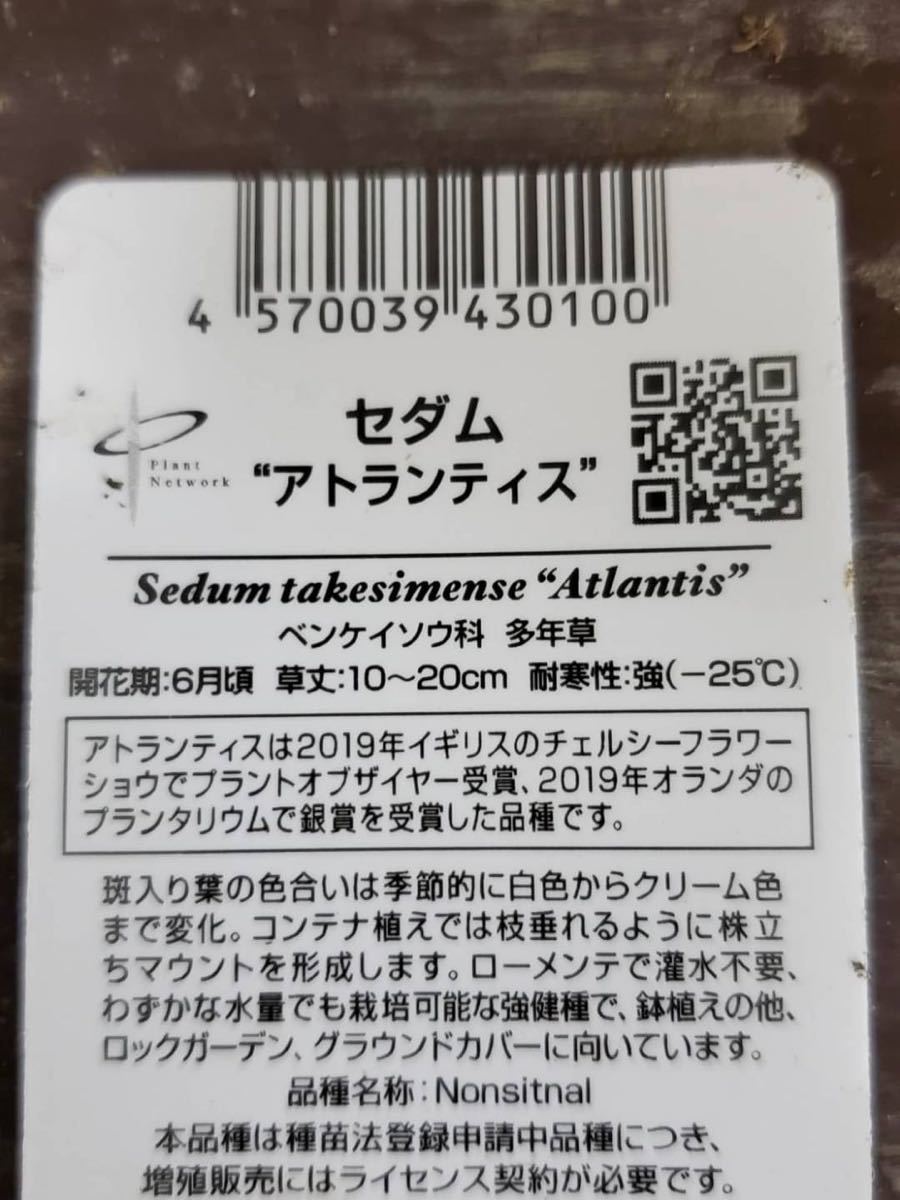 グランドカバーリーフセットラベル付き6株セット