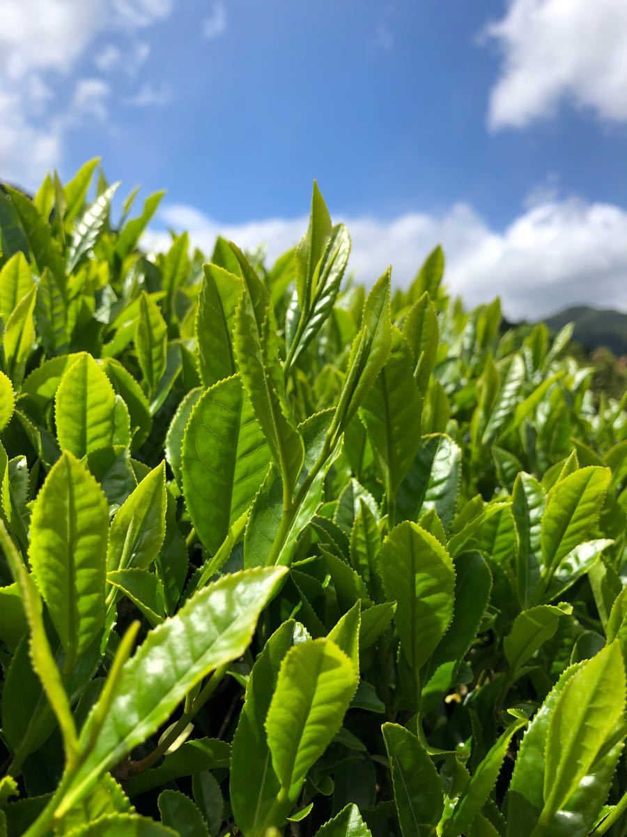静岡　新茶　川根茶　高級煎茶、上煎茶　　農家直売