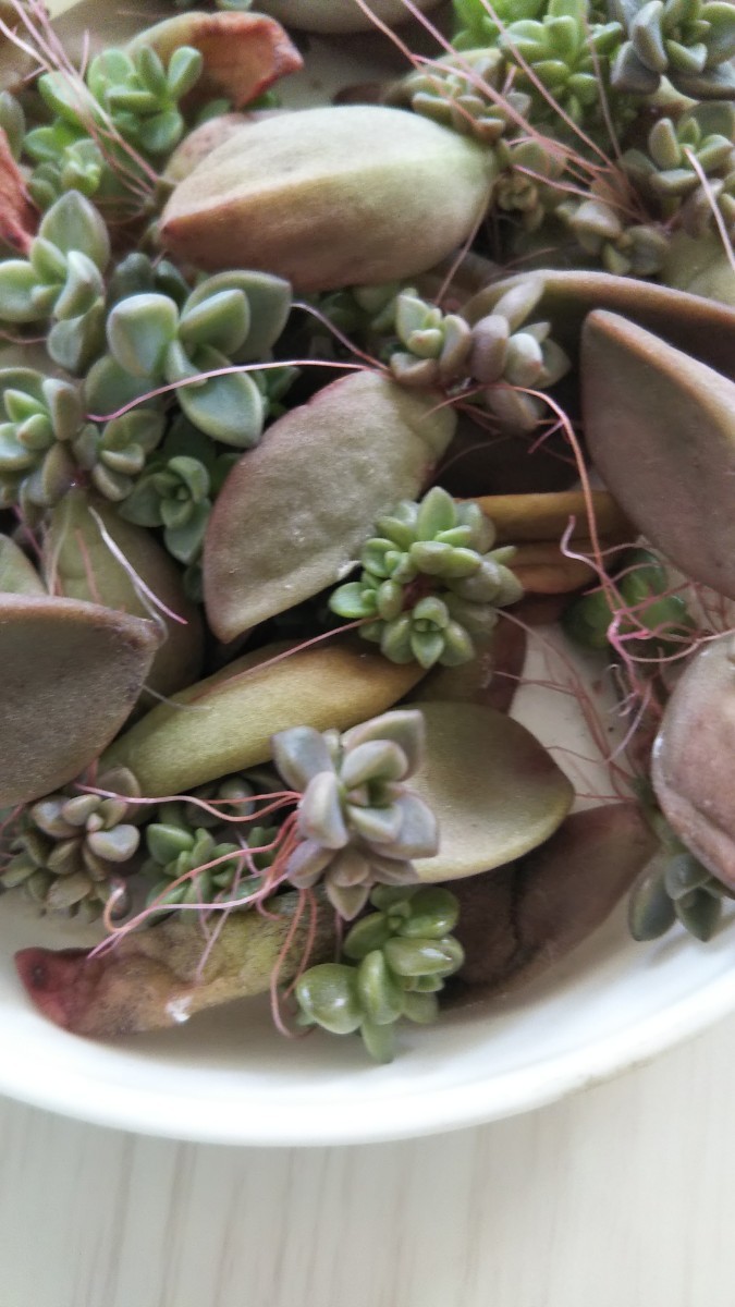 Paypayフリマ 多肉植物 ブロンズ姫 葉ざし 個 Paypayフリマ 多肉植物 ブロンズ姫 葉ざし 個