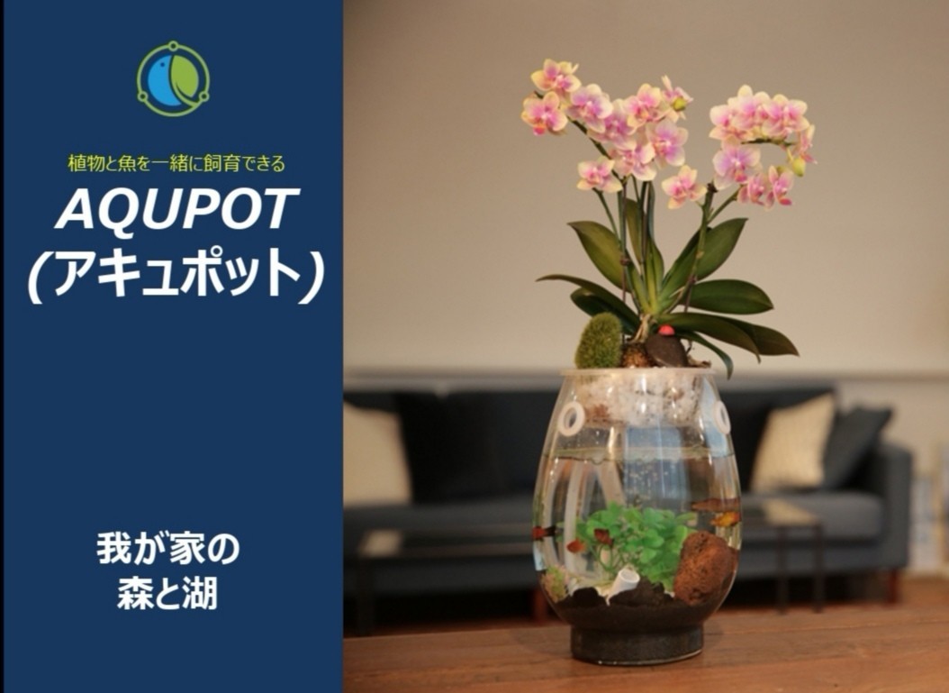 アキュポット(AQUPOT) S　金魚鉢+植木鉢　加湿と空気清浄効果!!