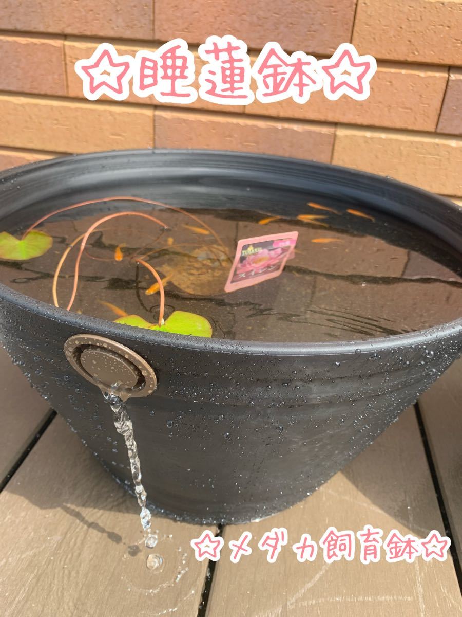 Paypayフリマ 睡蓮鉢 メダカ飼育容器 1個 Paypayフリマ 睡蓮鉢 メダカ飼育容器 1個