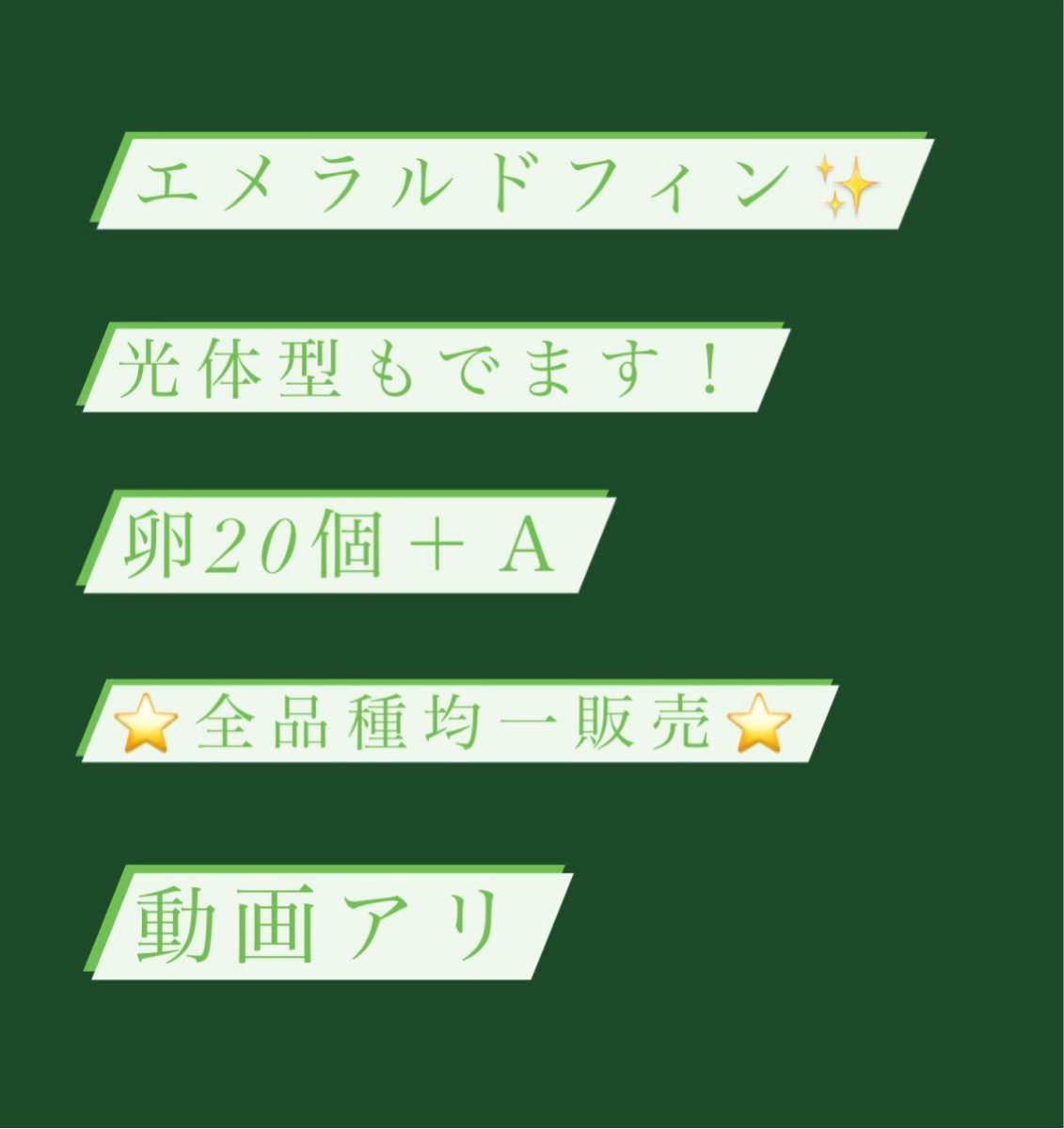 Paypayフリマ エメラルドフィン エメラルドフィン光 エメラルドフィン光体型 卵 たまご めだか メダカ Paypayフリマ エメラルドフィン エメラルドフィン光 エメラルドフィン光体型 卵 たまご めだか メダカ
