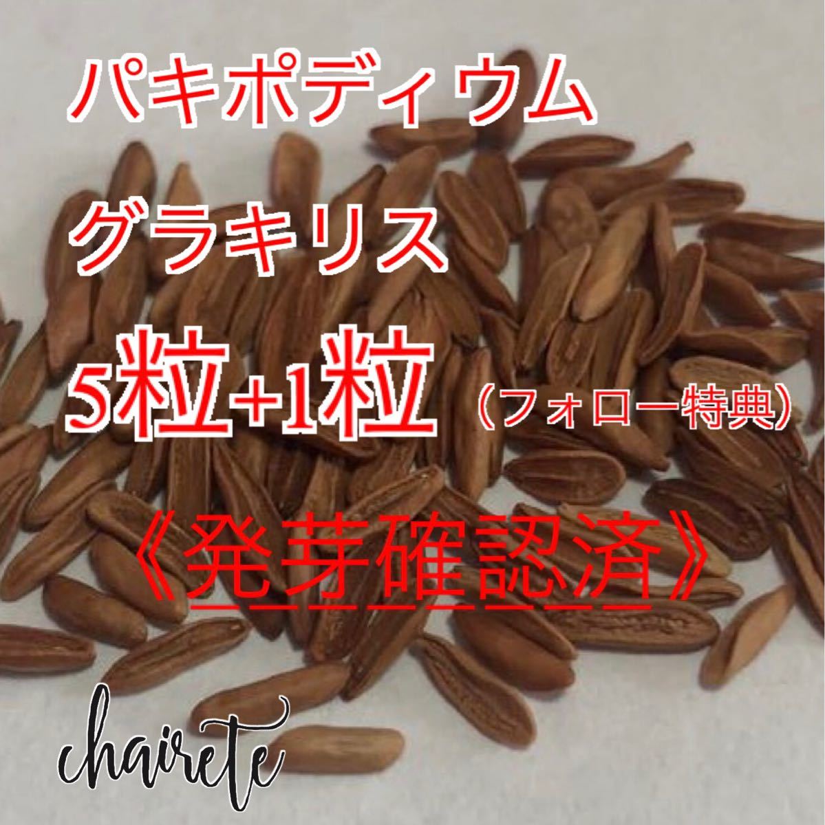 Paypayフリマ 発芽確認済 パキポディウム グラキリス 種子 5粒 Paypayフリマ 発芽確認済 パキポディウム グラキリス 種子 5粒