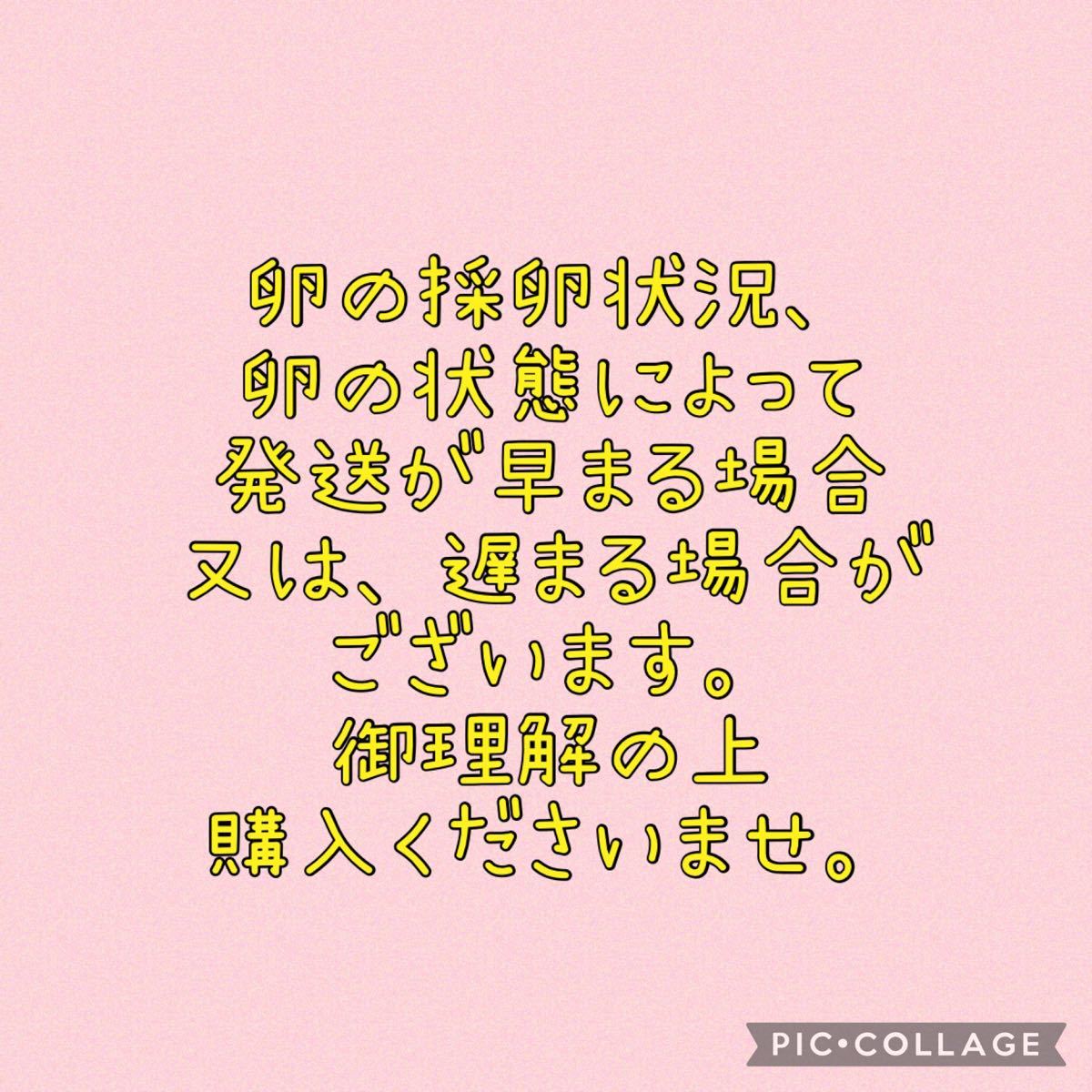 Paypayフリマ ピンクパールラメ 月華 めだか卵 有精卵 各25個 A めだか メダカ 透明鱗 非透鱗 ラメ 光体型 現物 Paypayフリマ ピンクパールラメ 月華 めだか卵 有精卵 各25個 A めだか メダカ 透明鱗 非透鱗 ラメ 光体型 現物