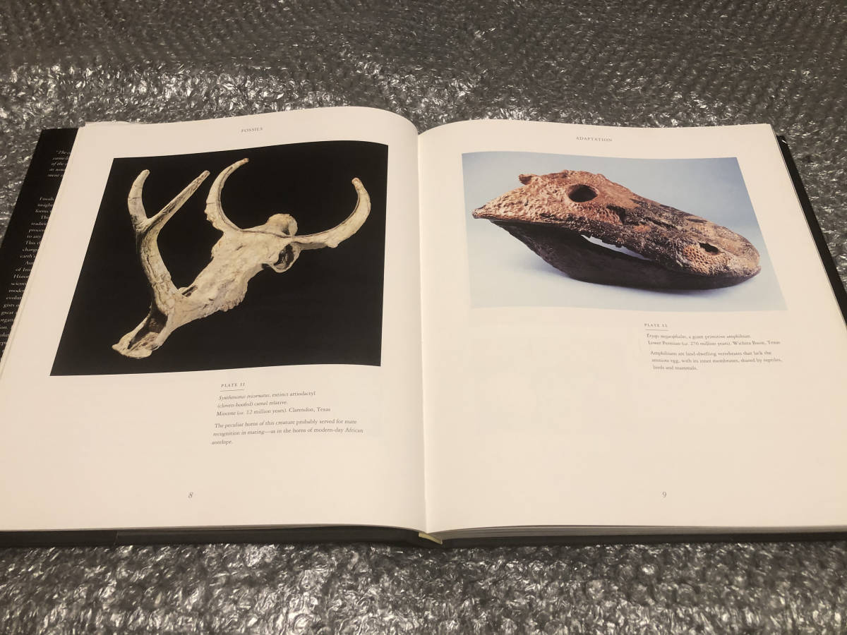  foreign book * fossil [ photoalbum ]*250 kind thing fossil specimen . publication * old living thing dinosaur Anne mo Night Mitsuha insect * old fee living thing * gorgeous book@* free shipping 