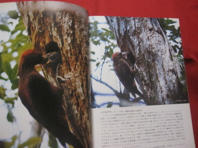 ★沖縄の野鳥・トンボ・蝶 　　　　　　【沖縄・琉球・自然・生物・図鑑】_画像3