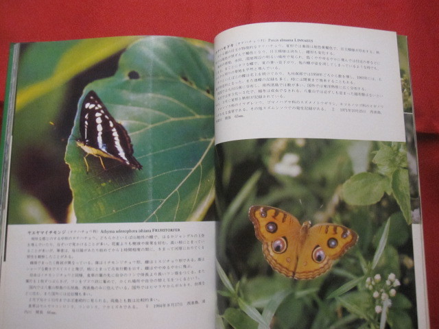 ★沖縄の野鳥・トンボ・蝶 　　　　　　【沖縄・琉球・自然・生物・図鑑】_画像9