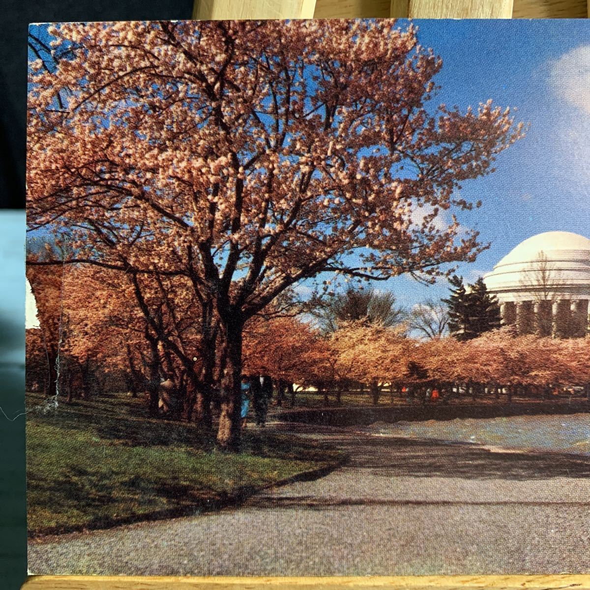 絵葉書 絵はがき 古い絵葉書 古いハガキ ポストカード ジェファーソン記念館は、通常4月上旬、桜が咲く最も美しいセットに登場しま…(2375)_画像2
