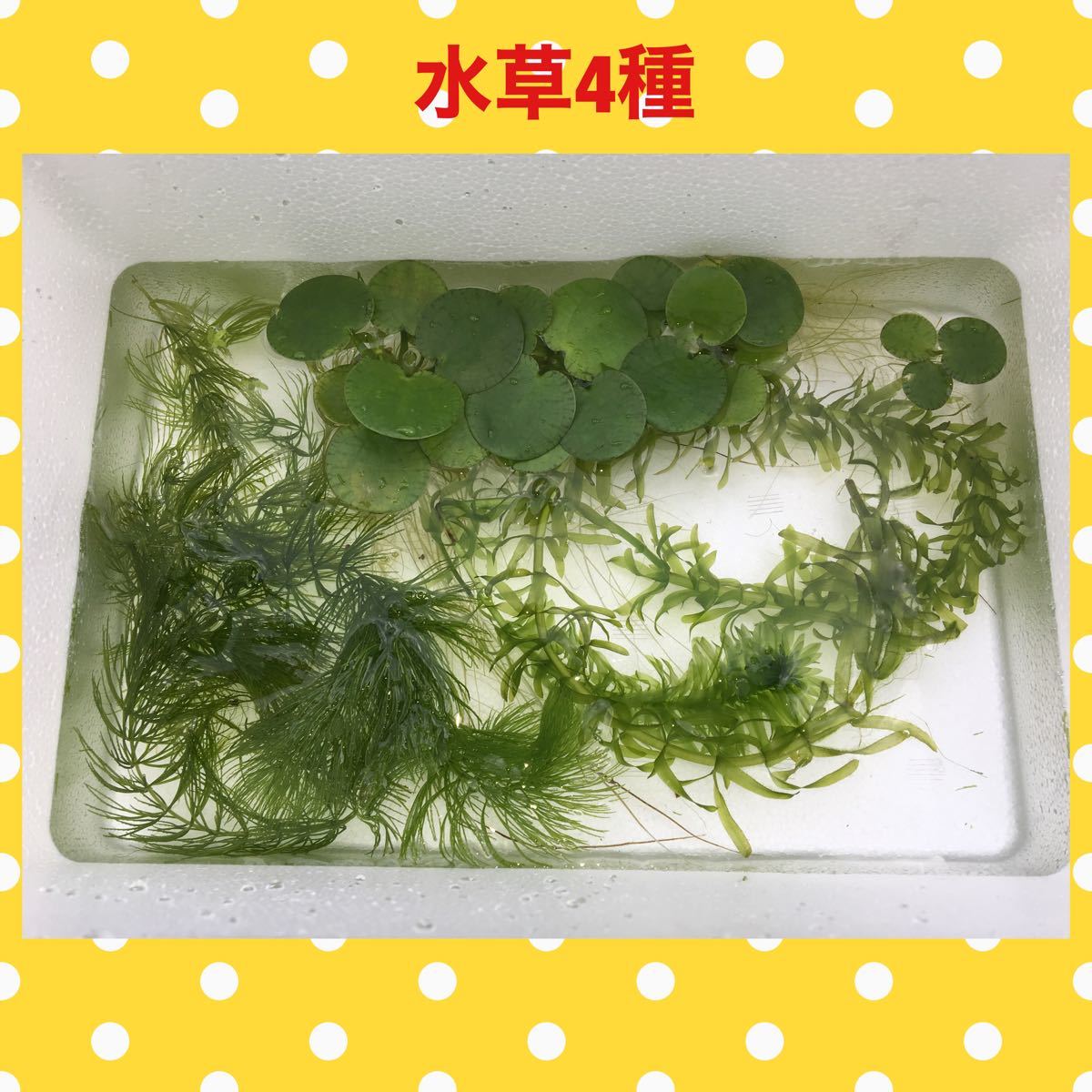 Paypayフリマ 水草4種 マツモ ドワーフアマゾンフロッグピット他 Paypayフリマ 水草4種 マツモ ドワーフアマゾンフロッグピット他