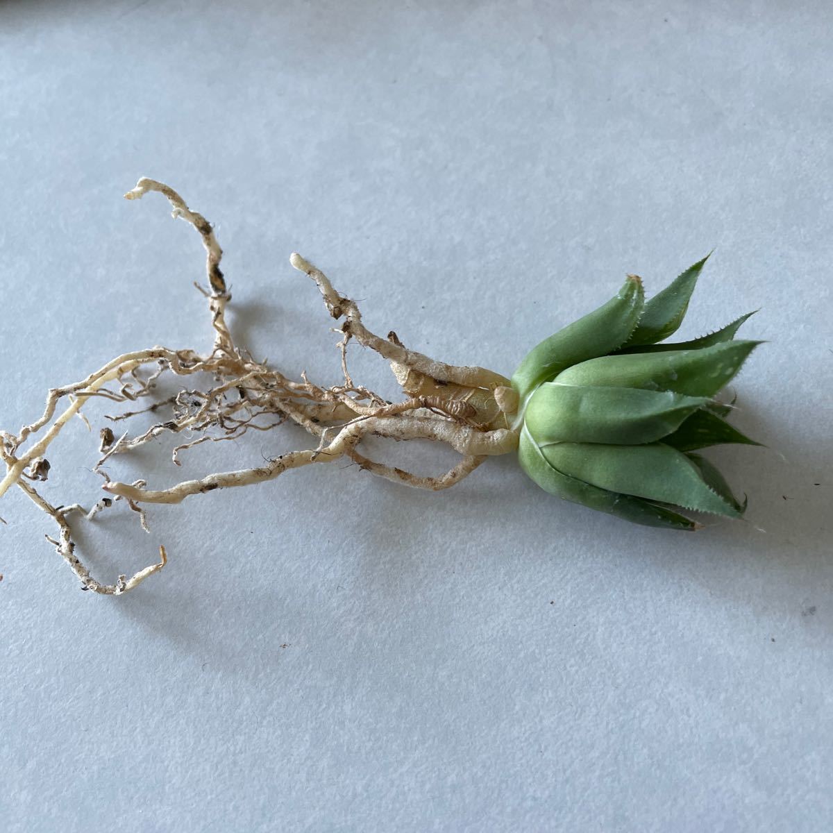 Paypayフリマ ハオルチア レツーサ抜き苗 多肉植物 Paypayフリマ ハオルチア レツーサ抜き苗 多肉植物
