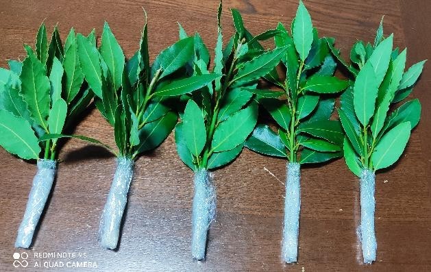 独特の素材 10本以上 只今お休み中 月桂樹挿し木苗 日用品 インテリア Nhdtglxaun 独特の素材 10本以上 只今お休み中 月桂樹挿し木苗 日用品 インテリア Nhdtglxaun