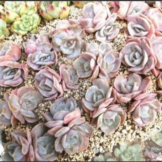 Paypayフリマ 帰ってきたよ W 韓国苗 エケベリア ブルーサプライズ 双頭 多肉植物 Paypayフリマ 帰ってきたよ W 韓国苗 エケベリア ブルーサプライズ 双頭 多肉植物