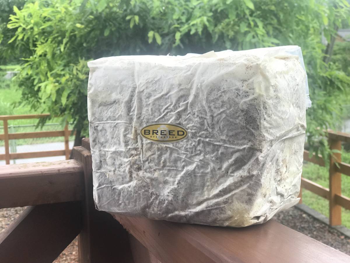 海外輸入 Breed菌糸ブロック 3500cc 15個セット ブリード 高性能 高品質 菌糸ビン 菌糸瓶 菌床 在庫限りッ アウトレット Www Educacao Smith Nephew Com Br 海外輸入 Breed菌糸ブロック 3500cc 15個セット ブリード 高性能 高品質 菌糸ビン 菌糸瓶 菌床 在庫限りッ アウトレット Www Educacao Smith Nephew Com Br